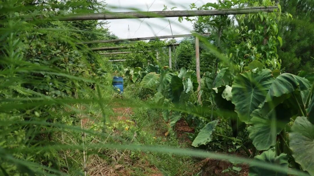 1762256311130041379.jpeg 1762256311130041379.jpeg