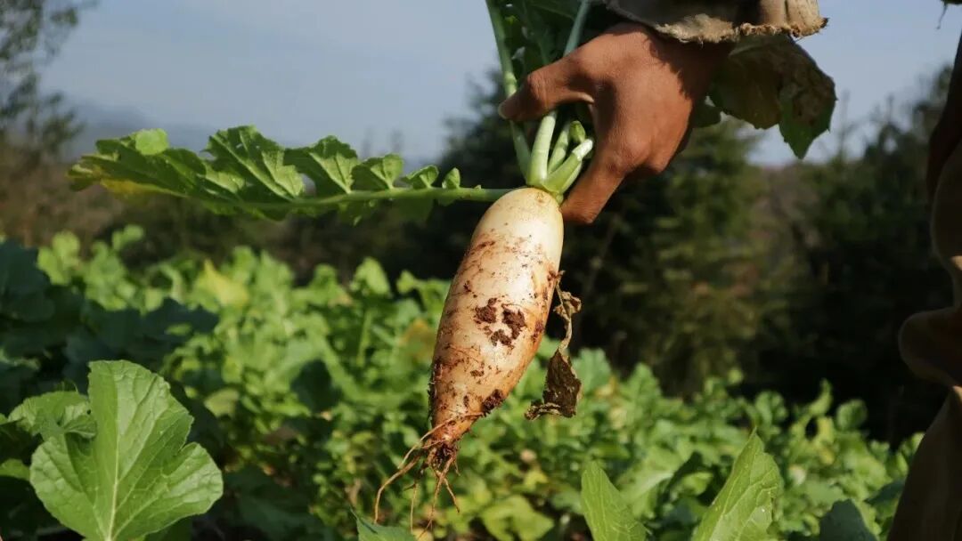 1762256478664054186.jpeg 1762256478664054186.jpeg