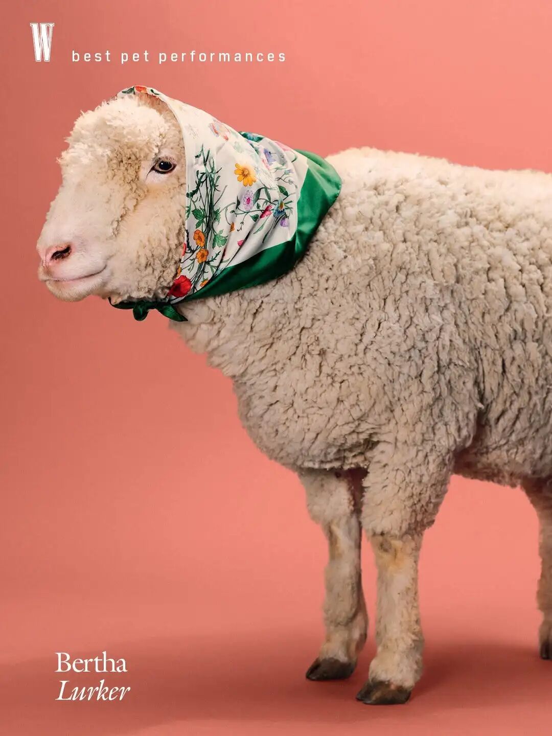 1771056492984047595.jpeg 1771056492984047595.jpeg